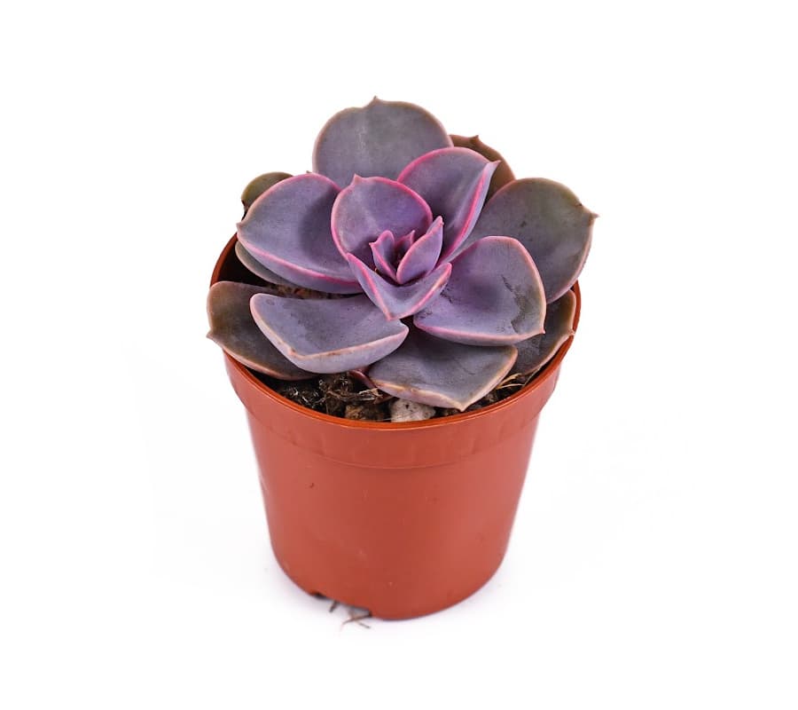 succulent in an orange plastic pot