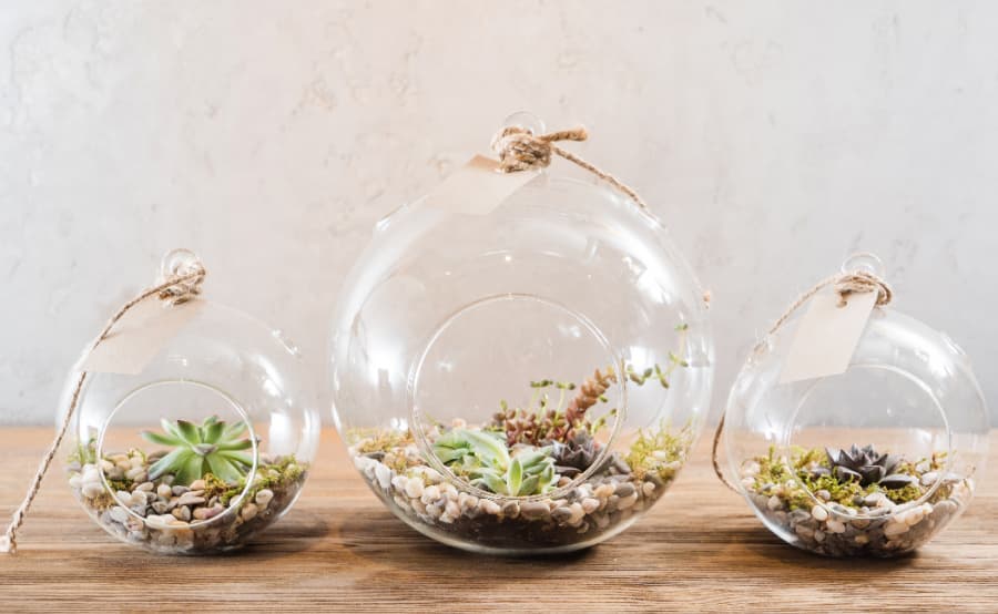succulents in 3 glass globe terrariums