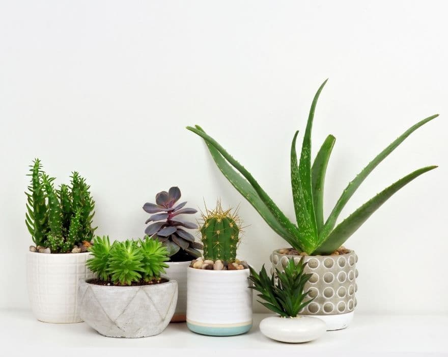 six assorted succulents and cacti in different pots on a white table