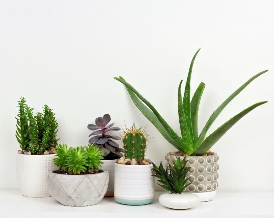 six assorted succulents and cacti in various pots on a white desk