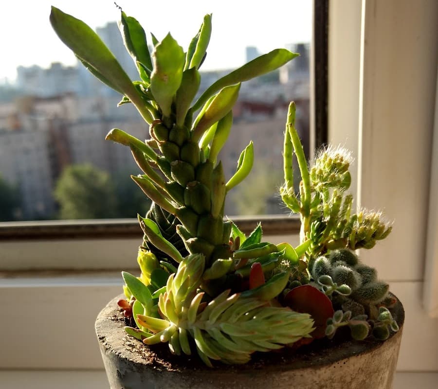 succulents on a window ledge getting some afternoon sun