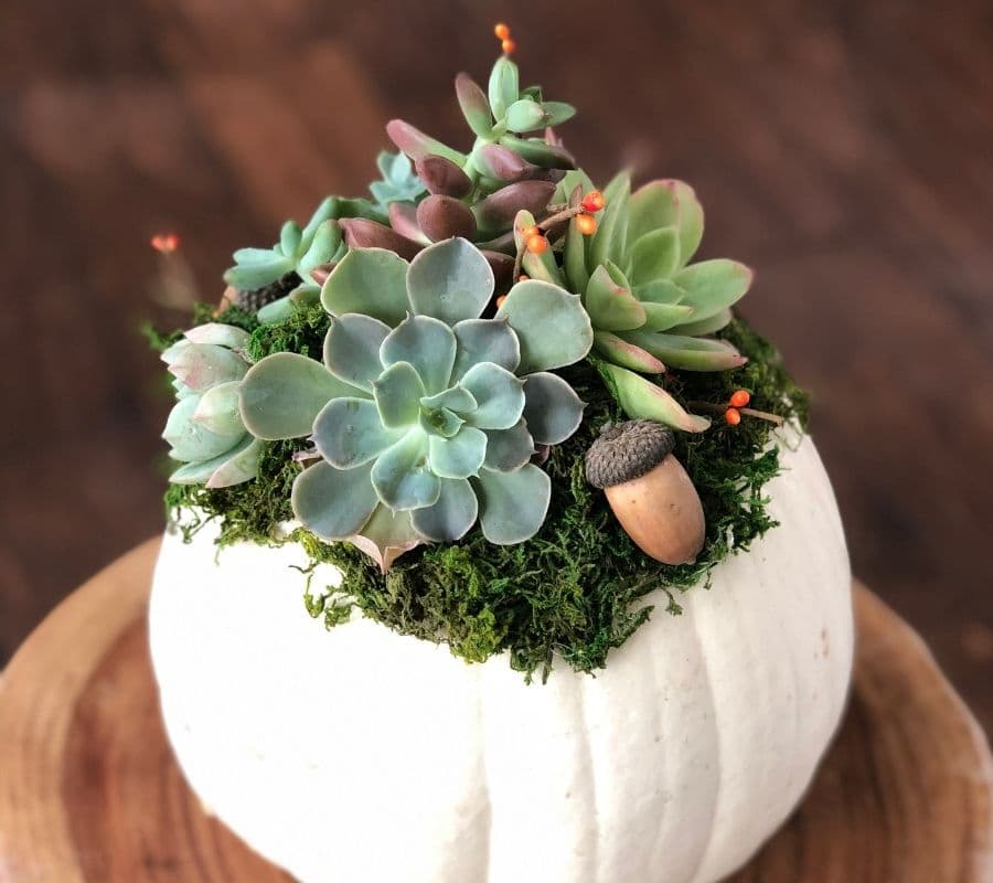succulents, acorns, and moss on top of a white pumpkin