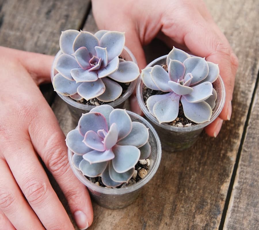 woman's hands holding three small pots of succulents