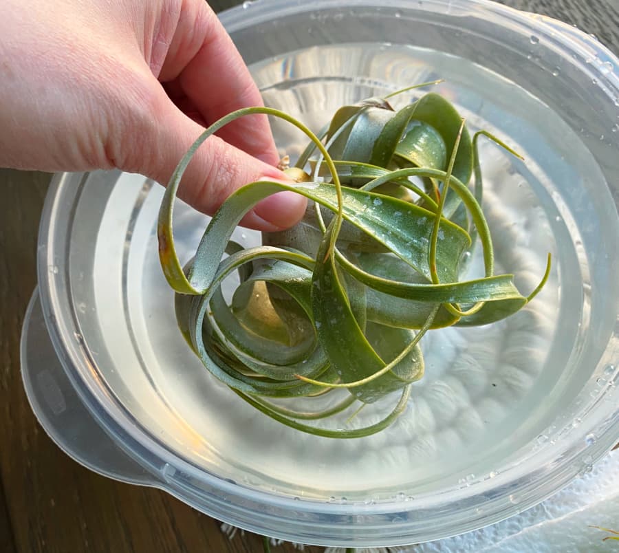 Tillandsia xerographica getting dunked in filtered water