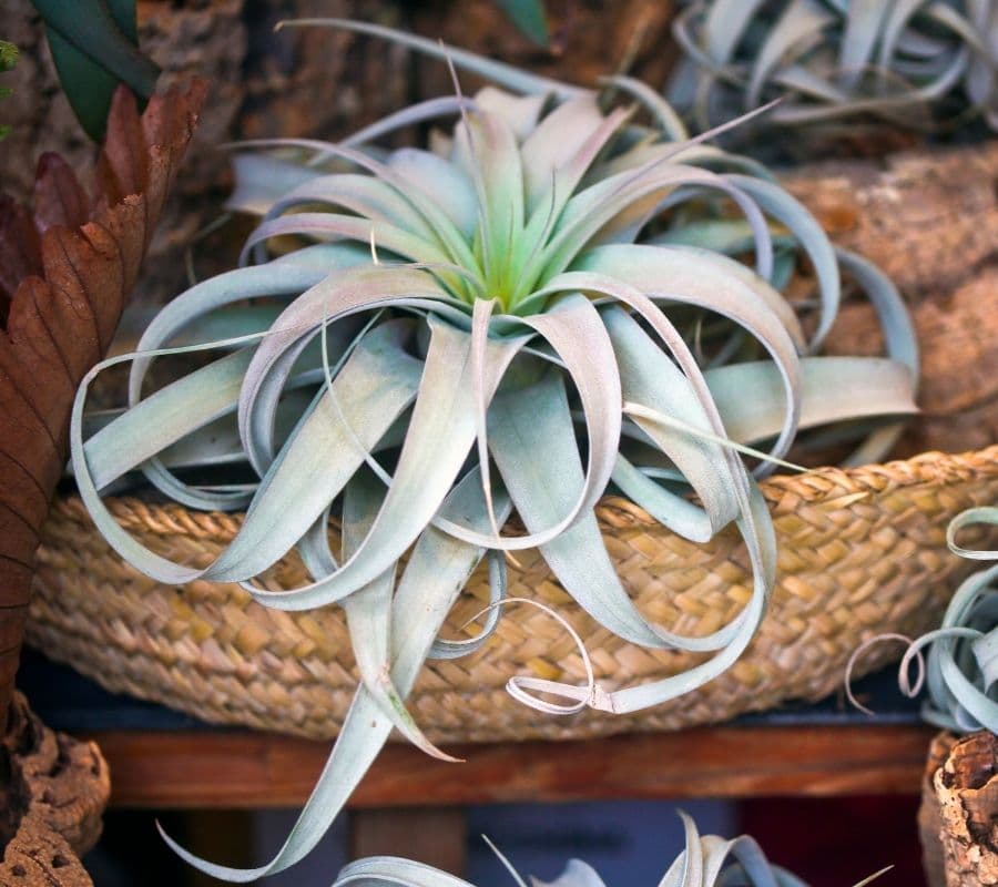 tillandsia xerographica in a basket