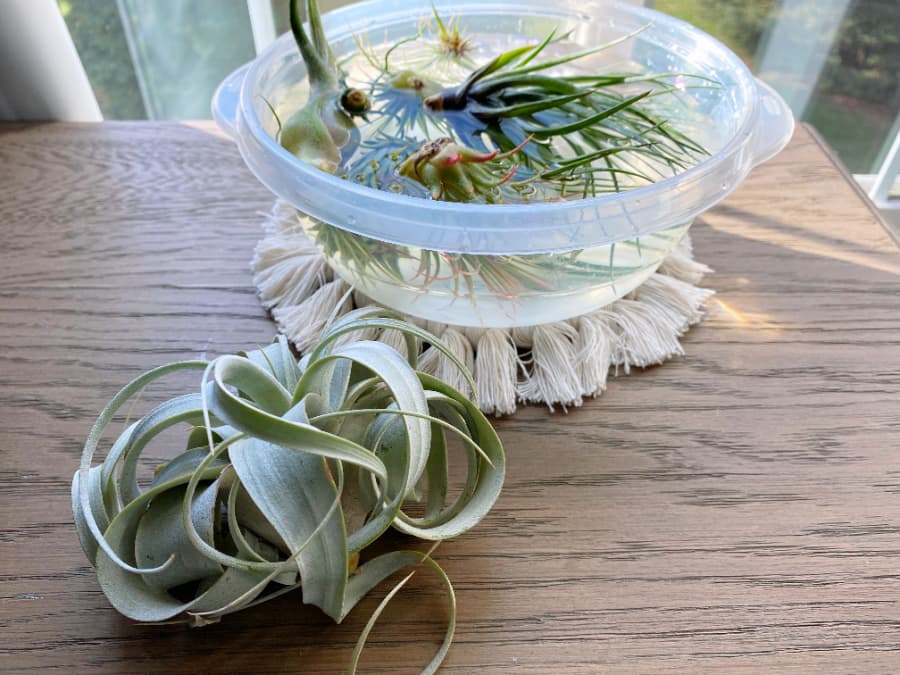 tillandsia xerographica sitting infront of the bowl of soaking air plants