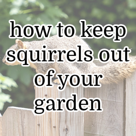 How to Really Keep Squirrels, Chipmunks and Rabbits Out of Your Garden