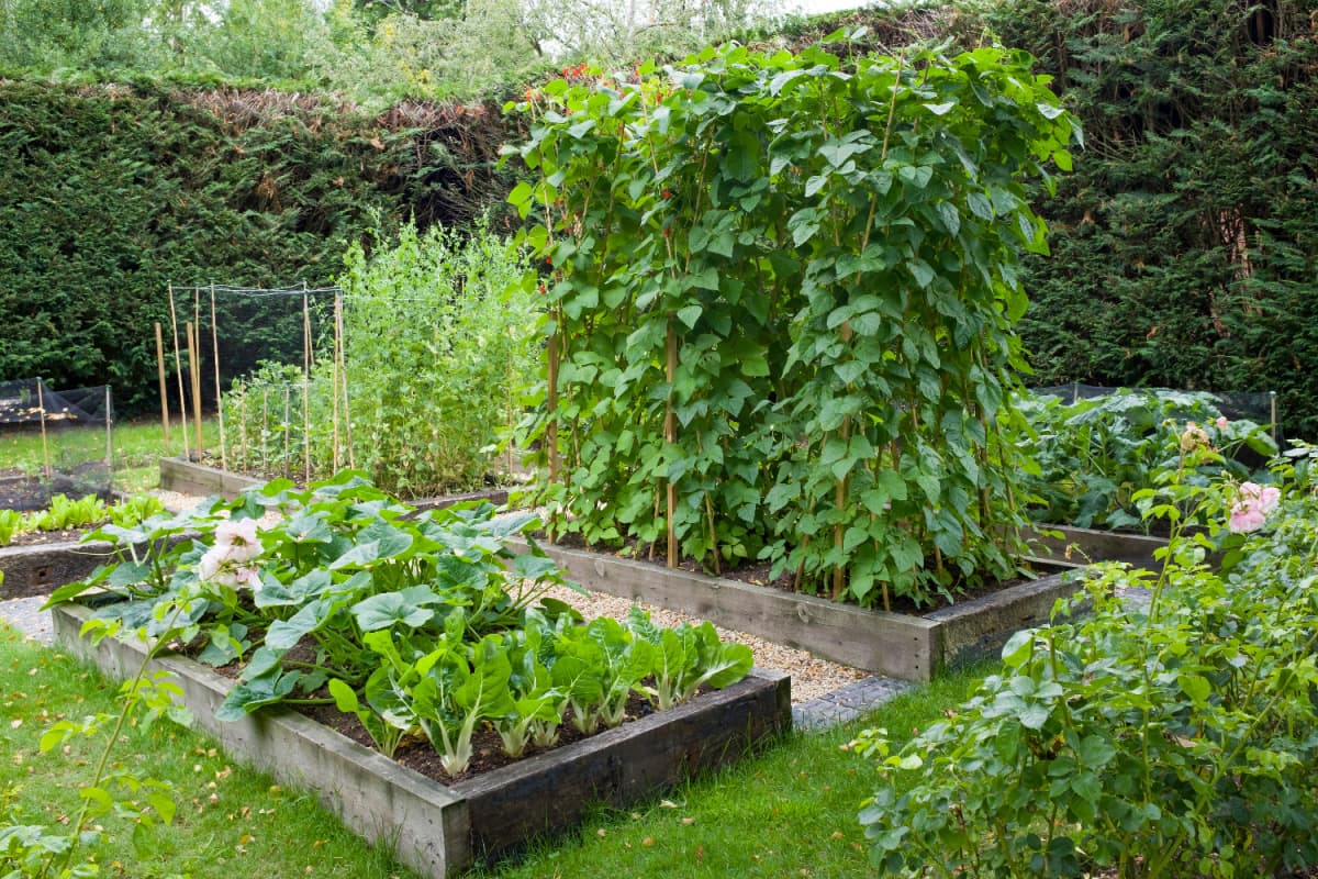 raised bed gardens with vegetables and herbs growing up trellises
