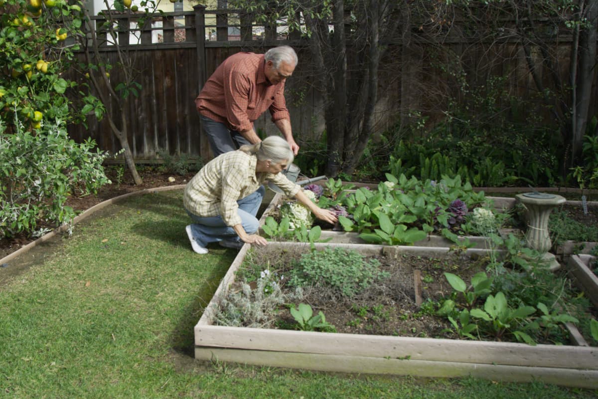 an elderly couple tending to their raised bed garden