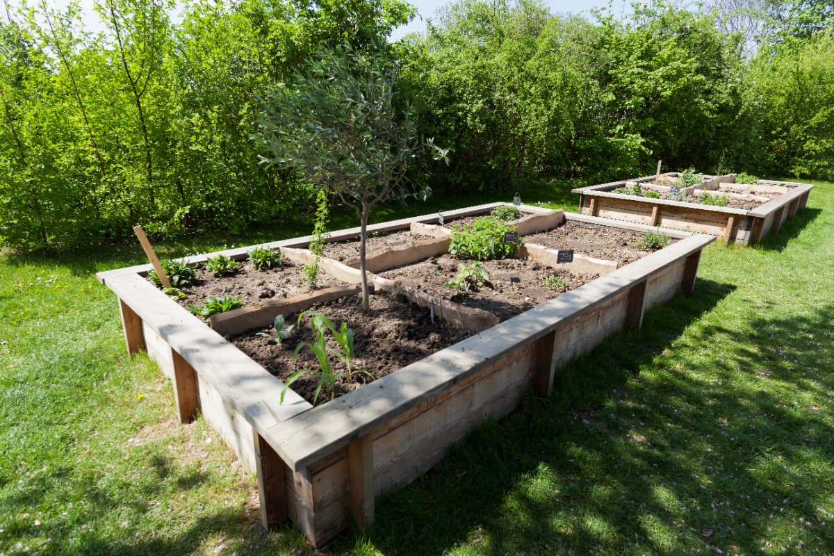 a wooden raised bed garden in dappled shade