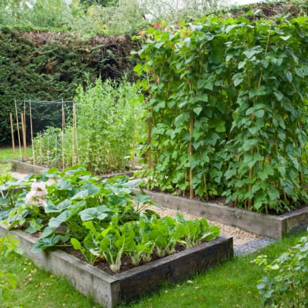 featured image for raised bed gardening tips post